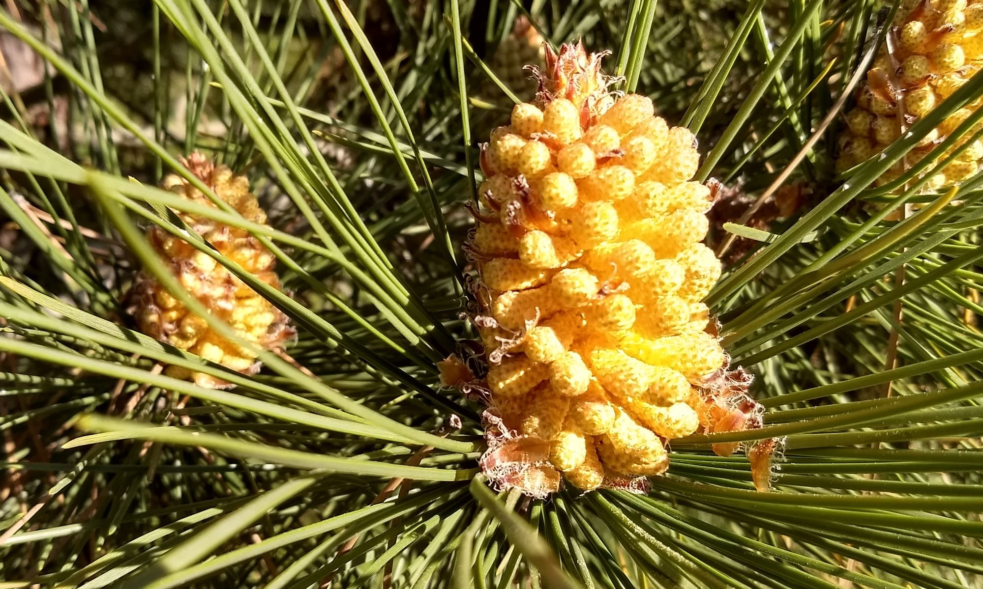 Flor del pinus pinea