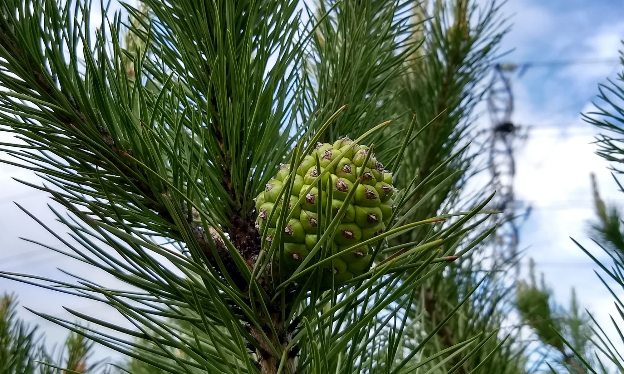 Fruto del pinus pinea